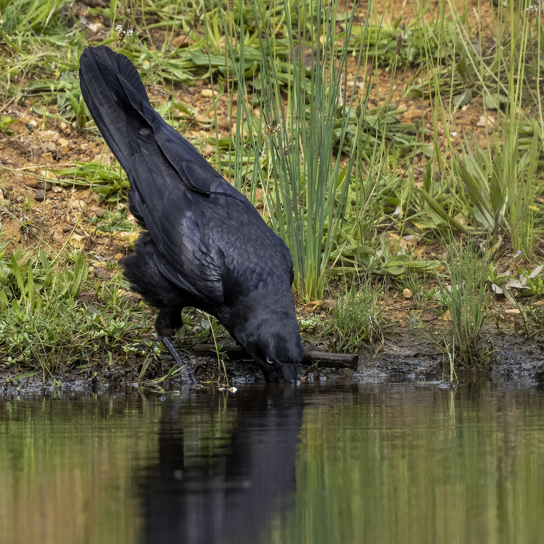 Australian Raven (Image ID 44230)