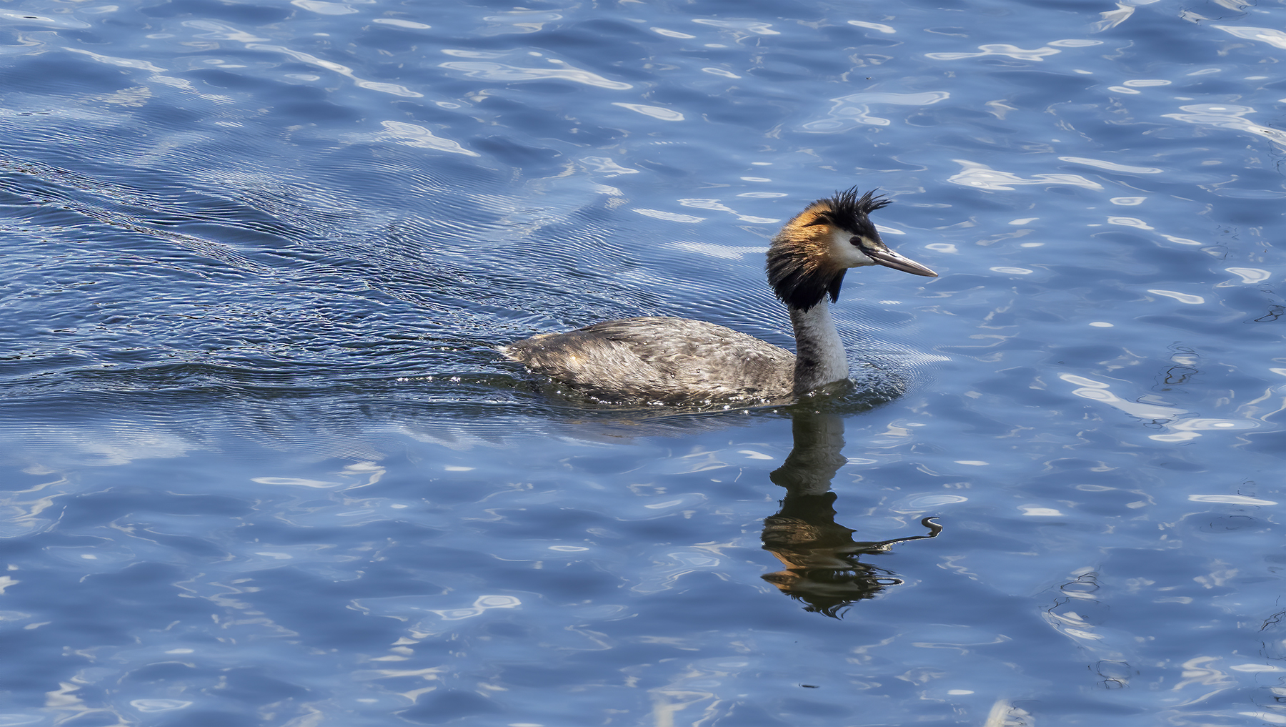 Great Crested Grebe (Image ID 44540)