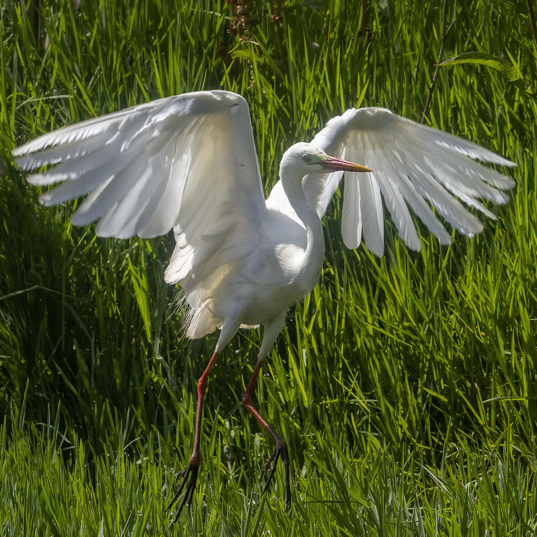 Plumed Egret (Image ID 44102)