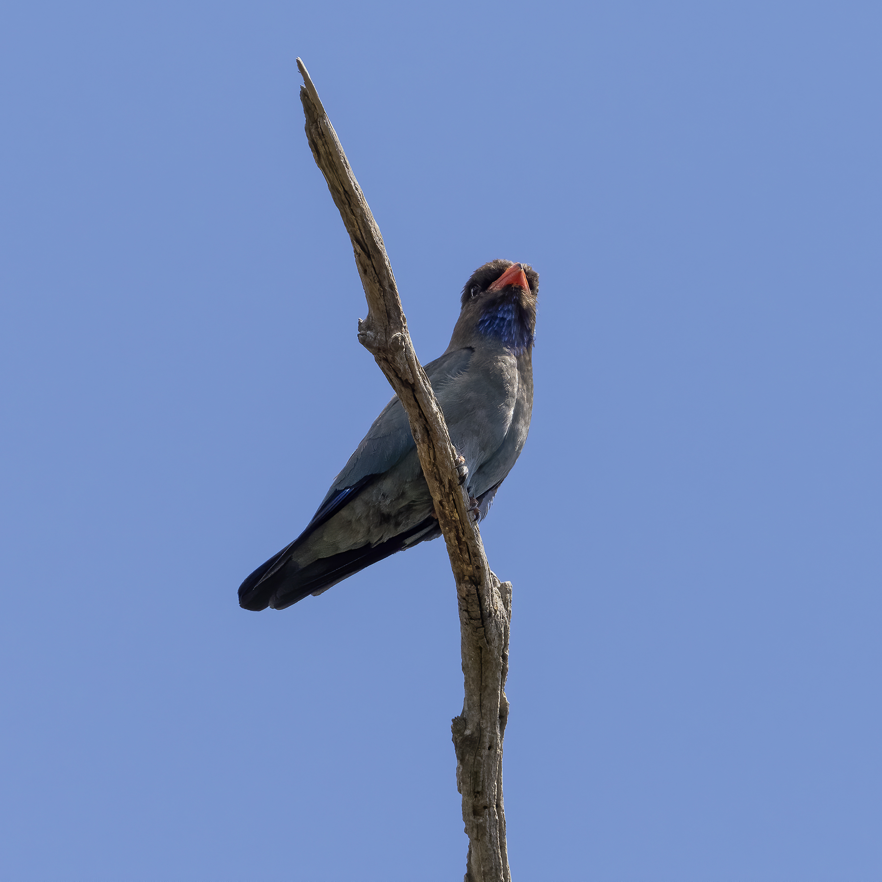 Oriental Dollarbird (Image ID 44541)