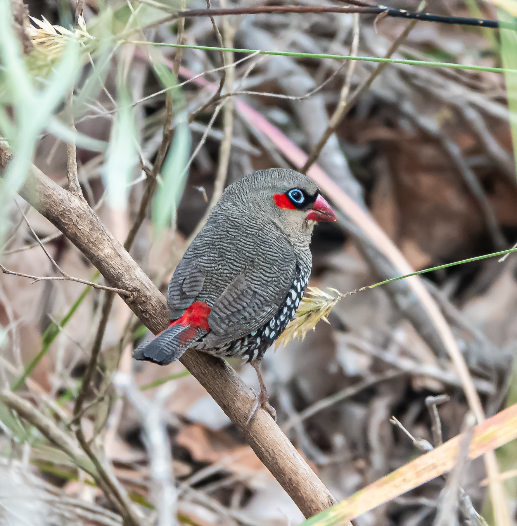 Red-eared Firetail (Image ID 44147)