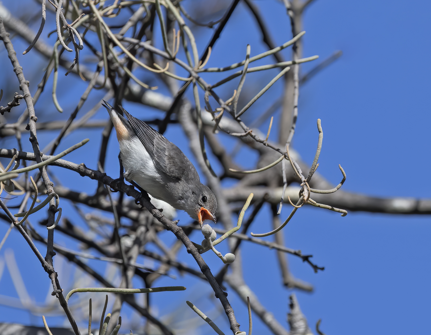 Mistletoebird (Image ID 44225)