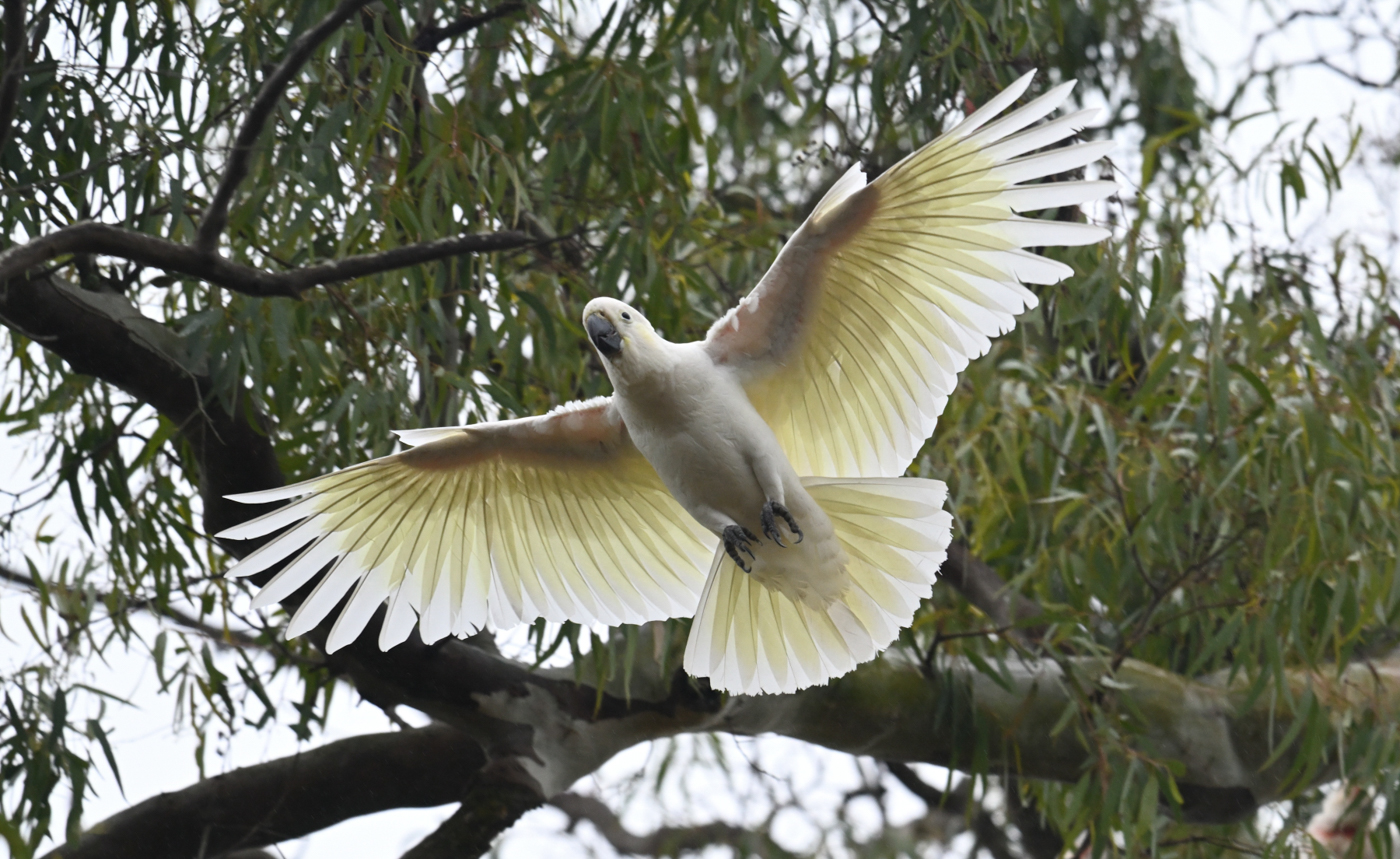 Sulphur-crested Cockatoo (Image ID 44108)
