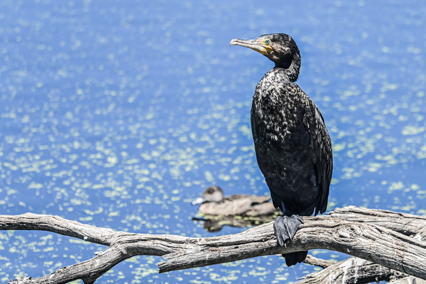 Great Cormorant (Image ID 44527)