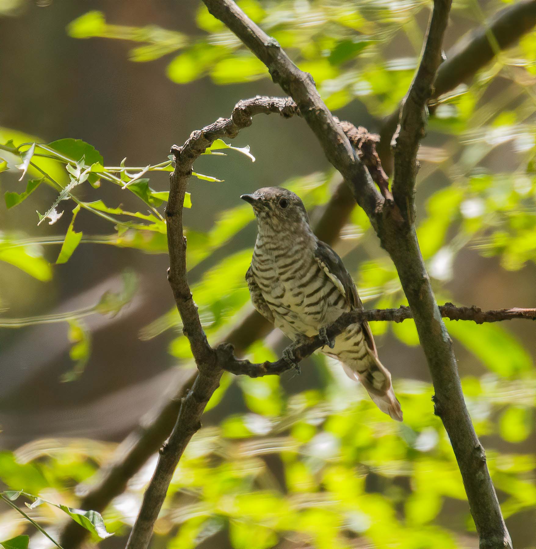 Shining Bronze-Cuckoo (Image ID 44465)