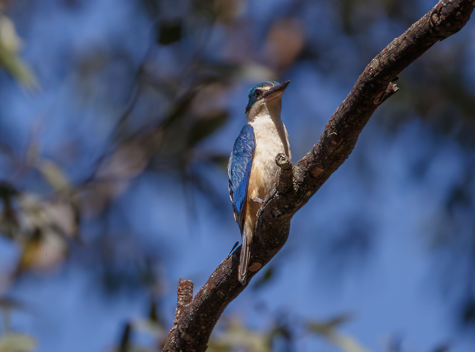 Sacred Kingfisher (Image ID 44485)