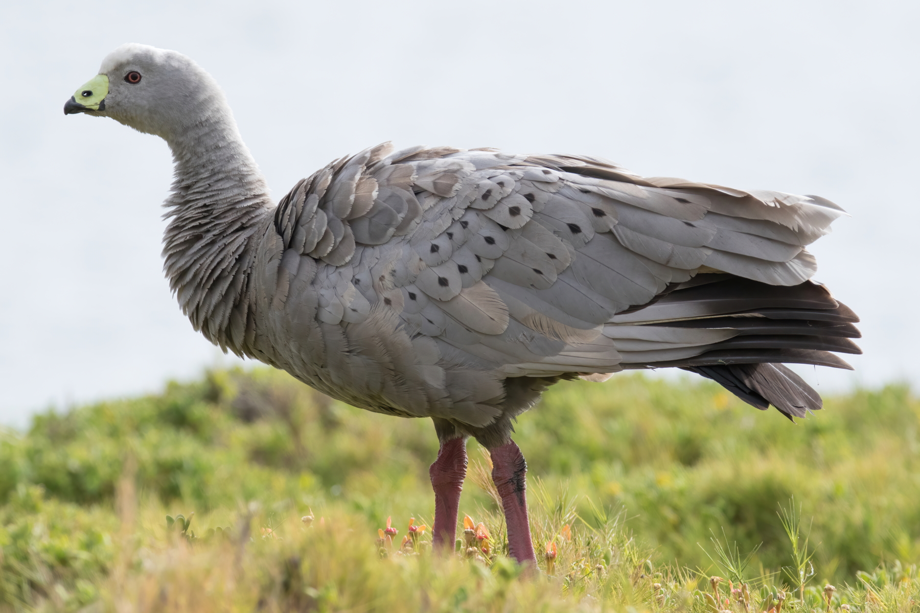 Cape Barren Goose (Image ID 44095)
