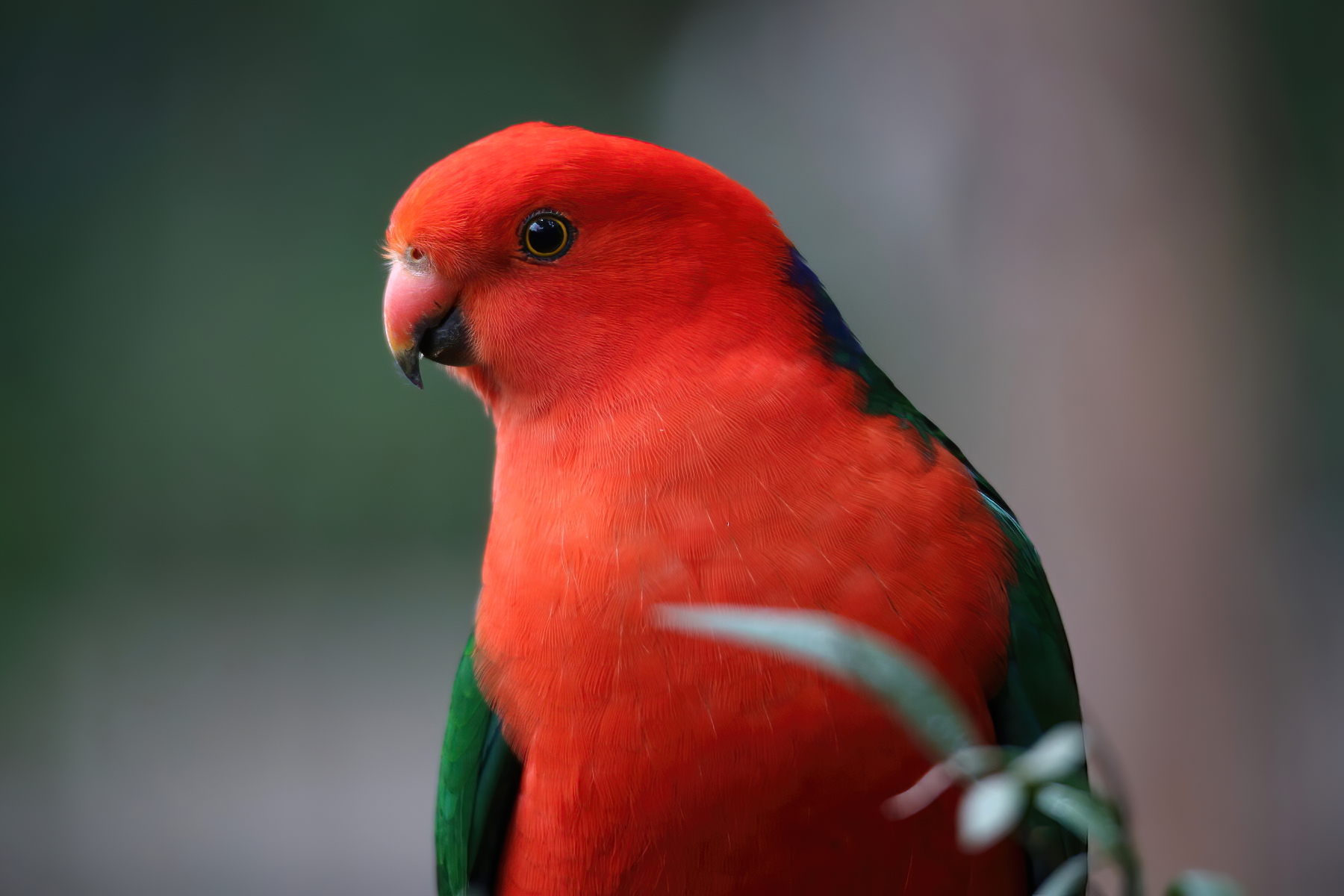 Australian King-Parrot (Image ID 44125)