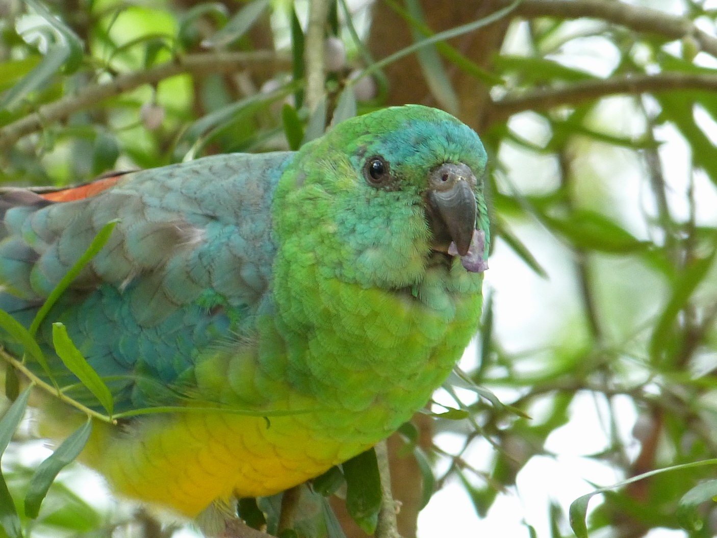 Red-rumped Parrot (Image ID 44562)