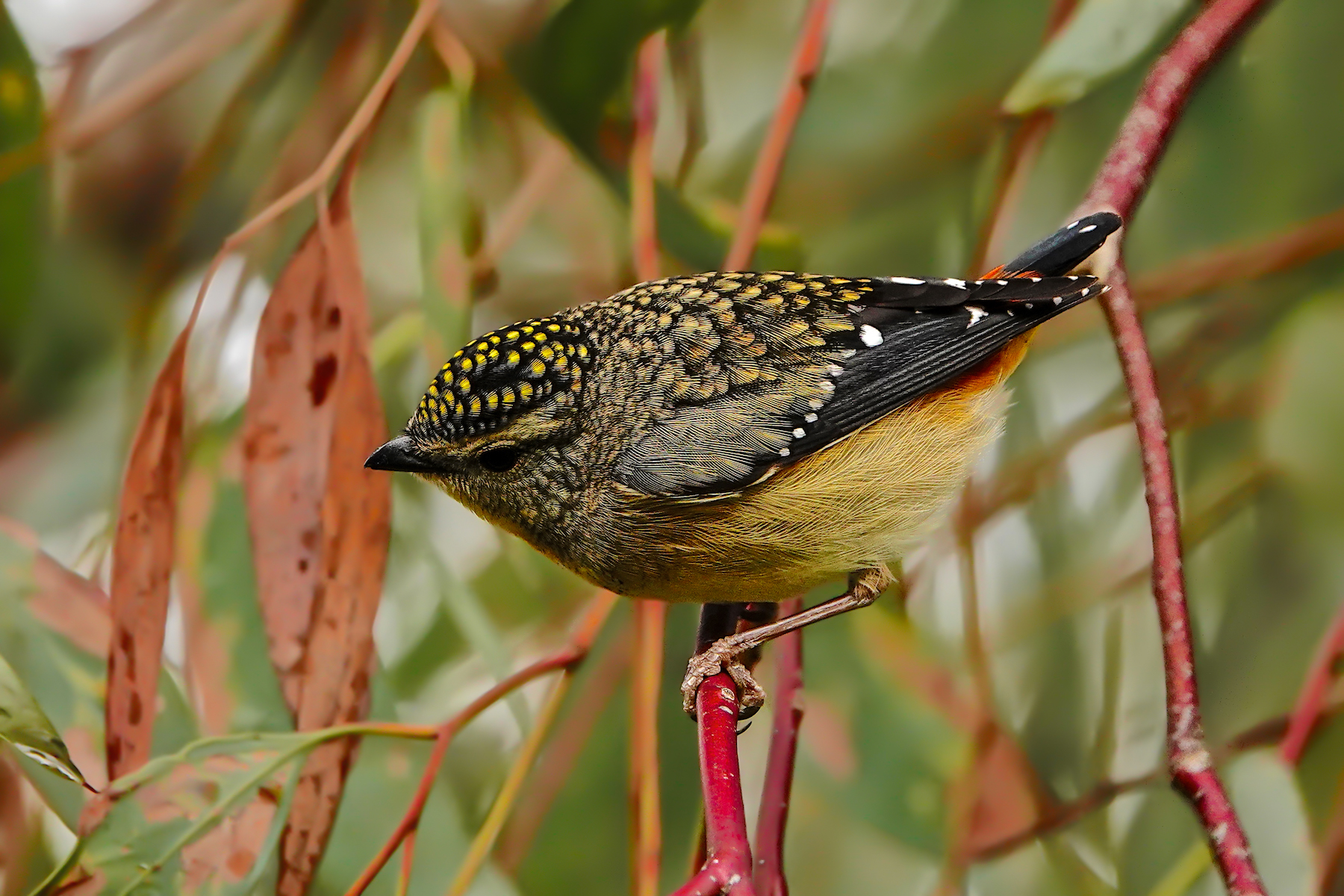 Spotted Pardalote (Image ID 44584)