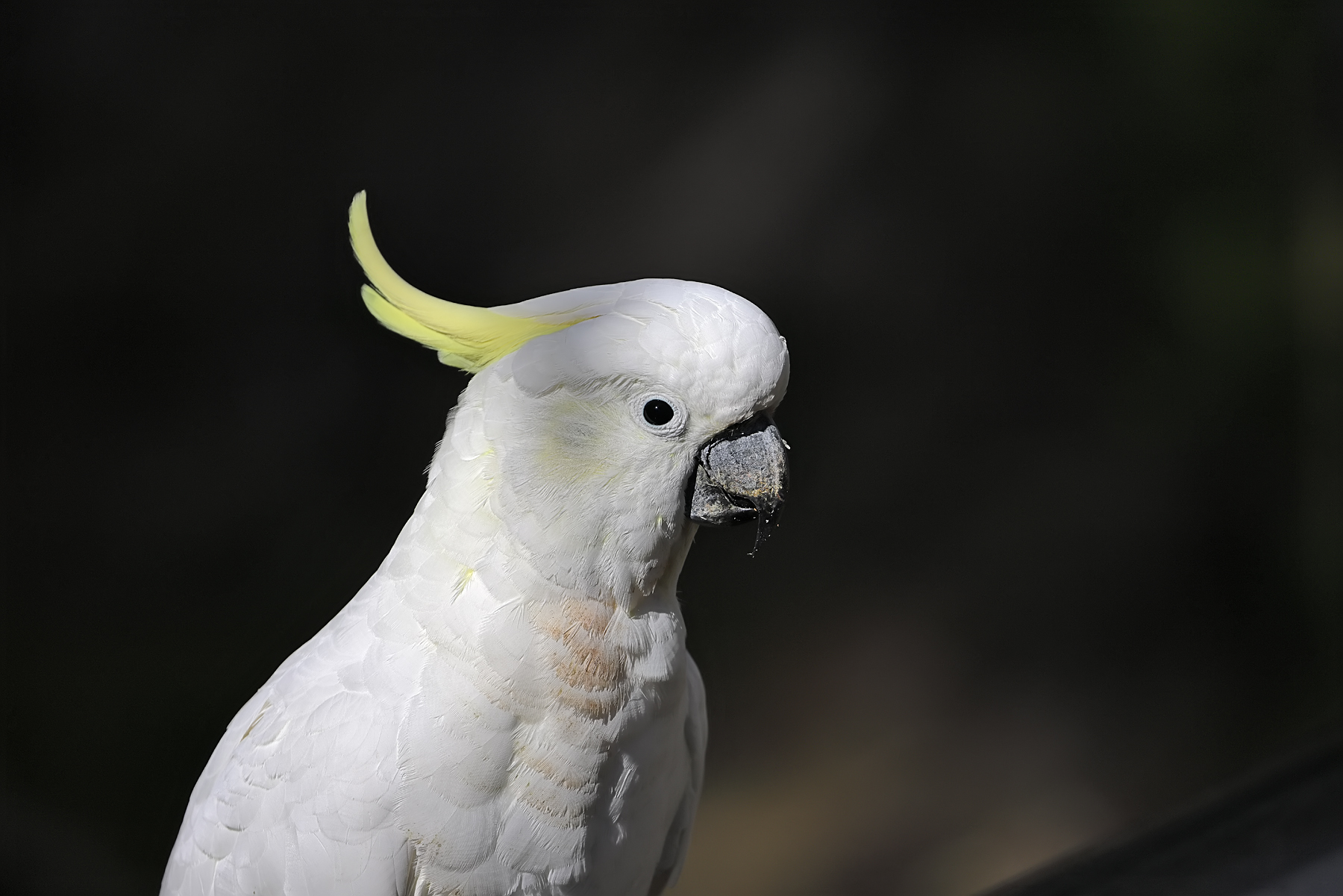 Sulphur-crested Cockatoo (Image ID 44649)