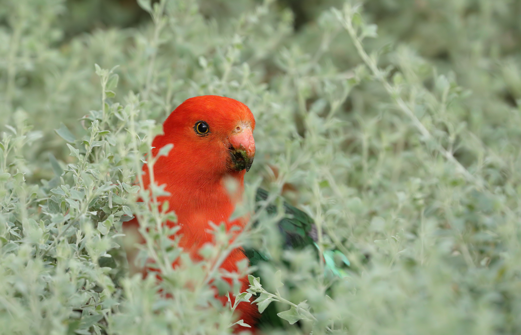 Australian King-Parrot (Image ID 44633)