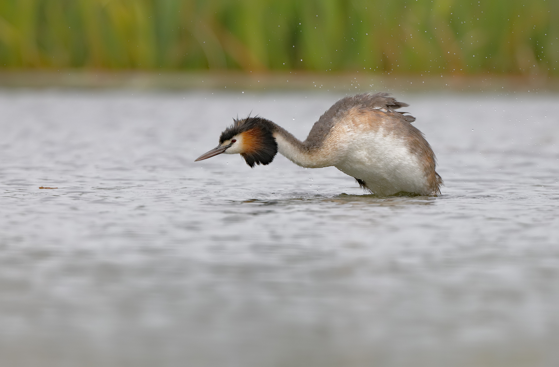 Great Crested Grebe (Image ID 44595)