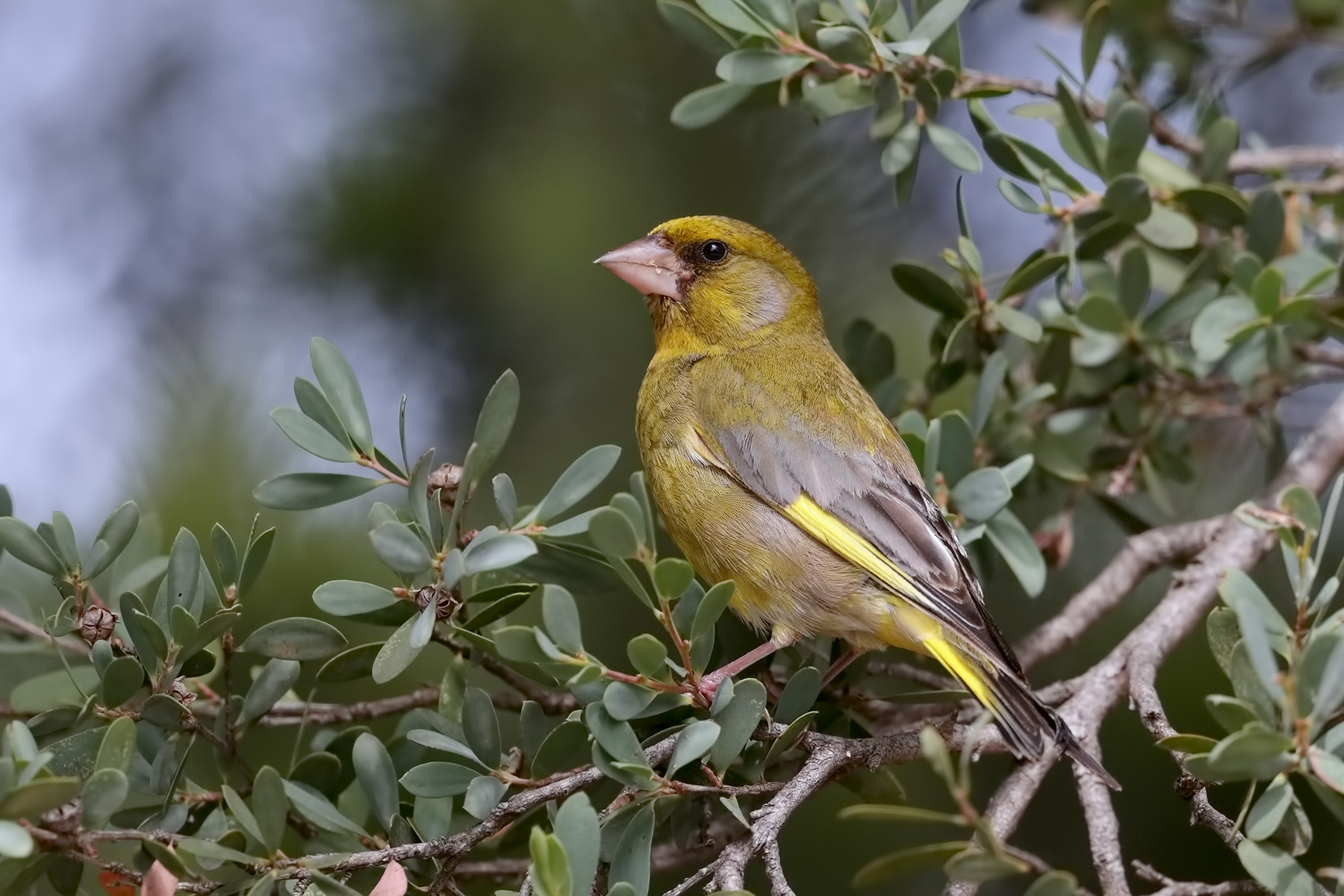 Common Greenfinch (Image ID 44646)