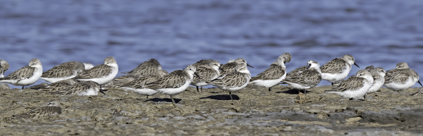 Red-necked Stint (Image ID 44790)