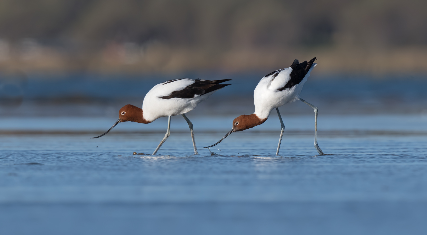 Red-necked Avocet (Image ID 44890)