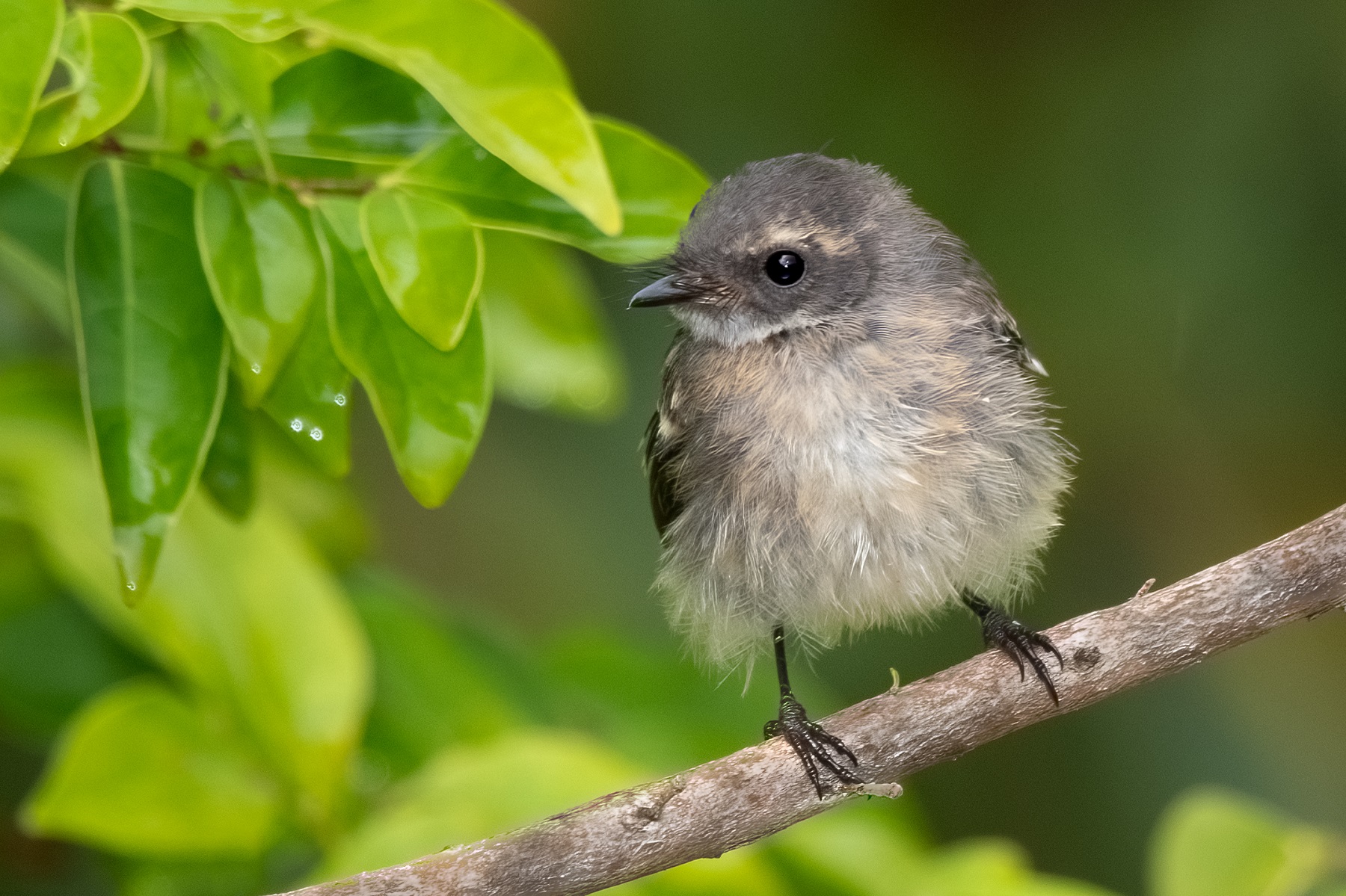 Grey Fantail (Image ID 44987)
