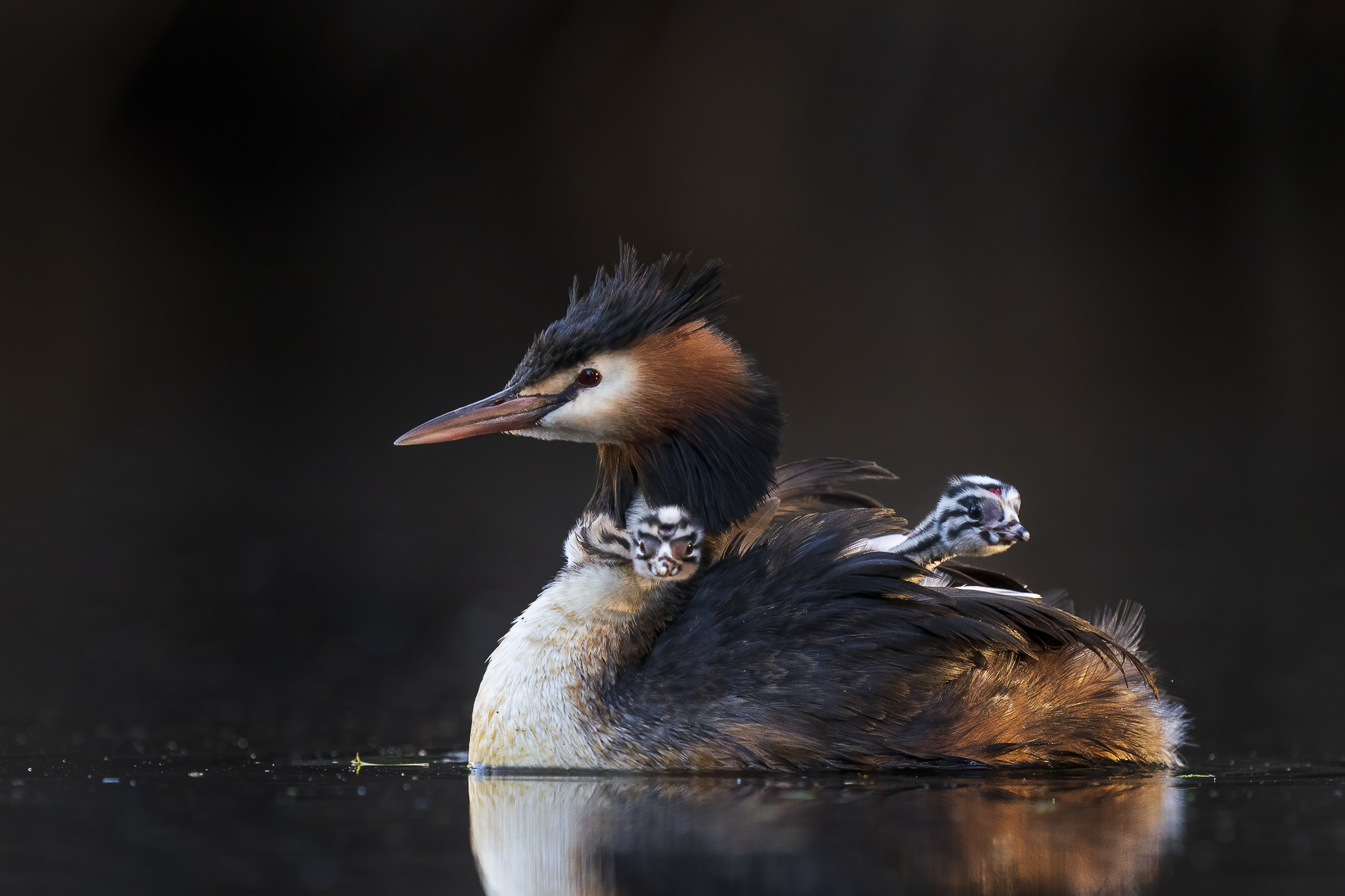 Great Crested Grebe (Image ID 45006)