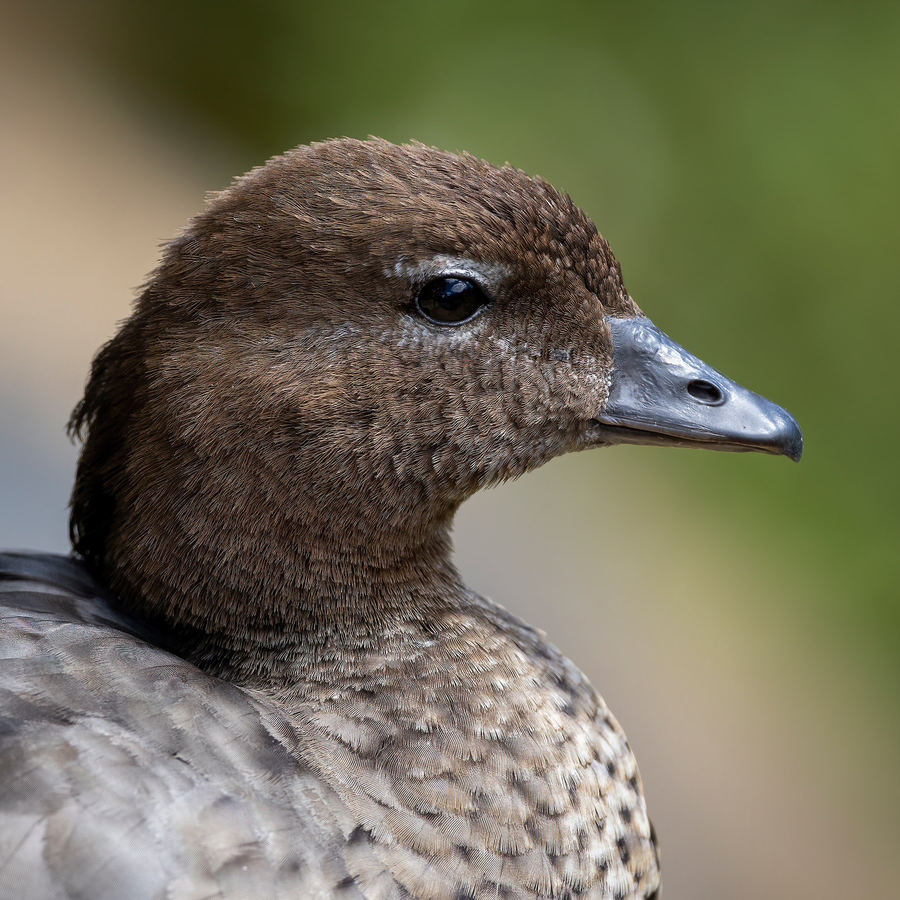 Australian Wood Duck (Image ID 44681)