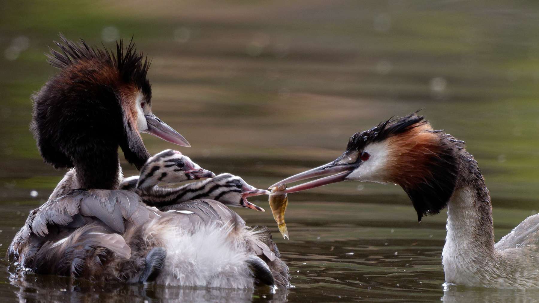 Great Crested Grebe (Image ID 44761)