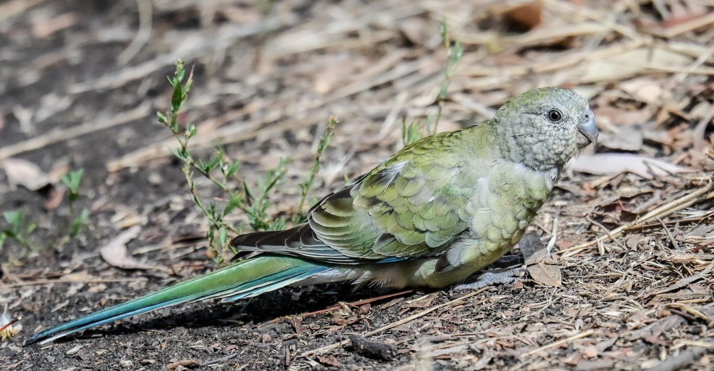 Red-rumped Parrot (Image ID 44746)