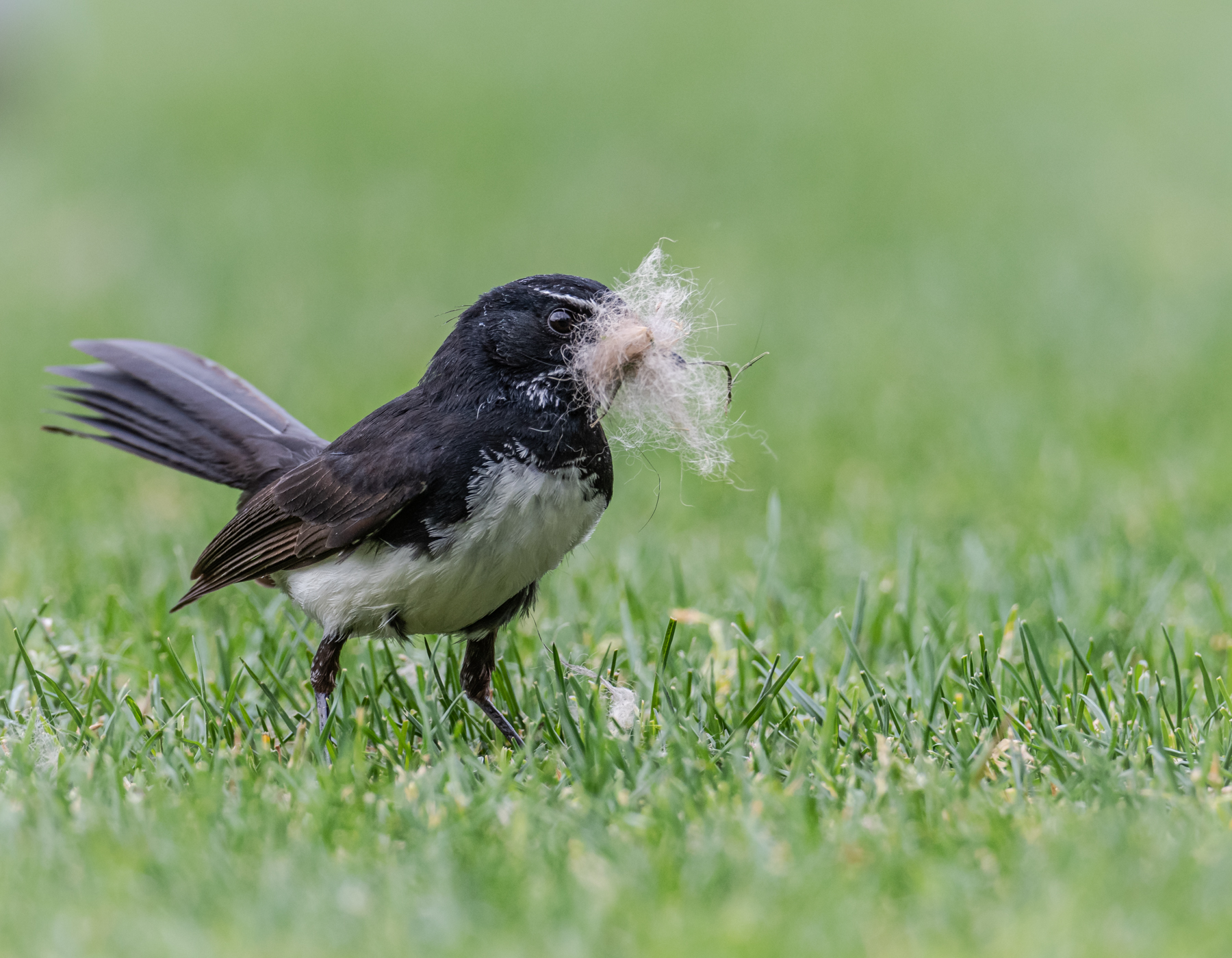 Willie Wagtail (Image ID 44918)