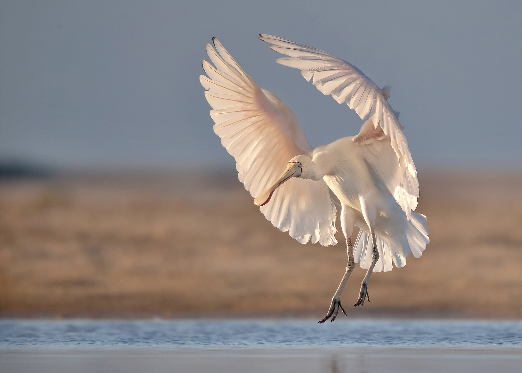 Yellow-billed Spoonbill (Image ID 44874)