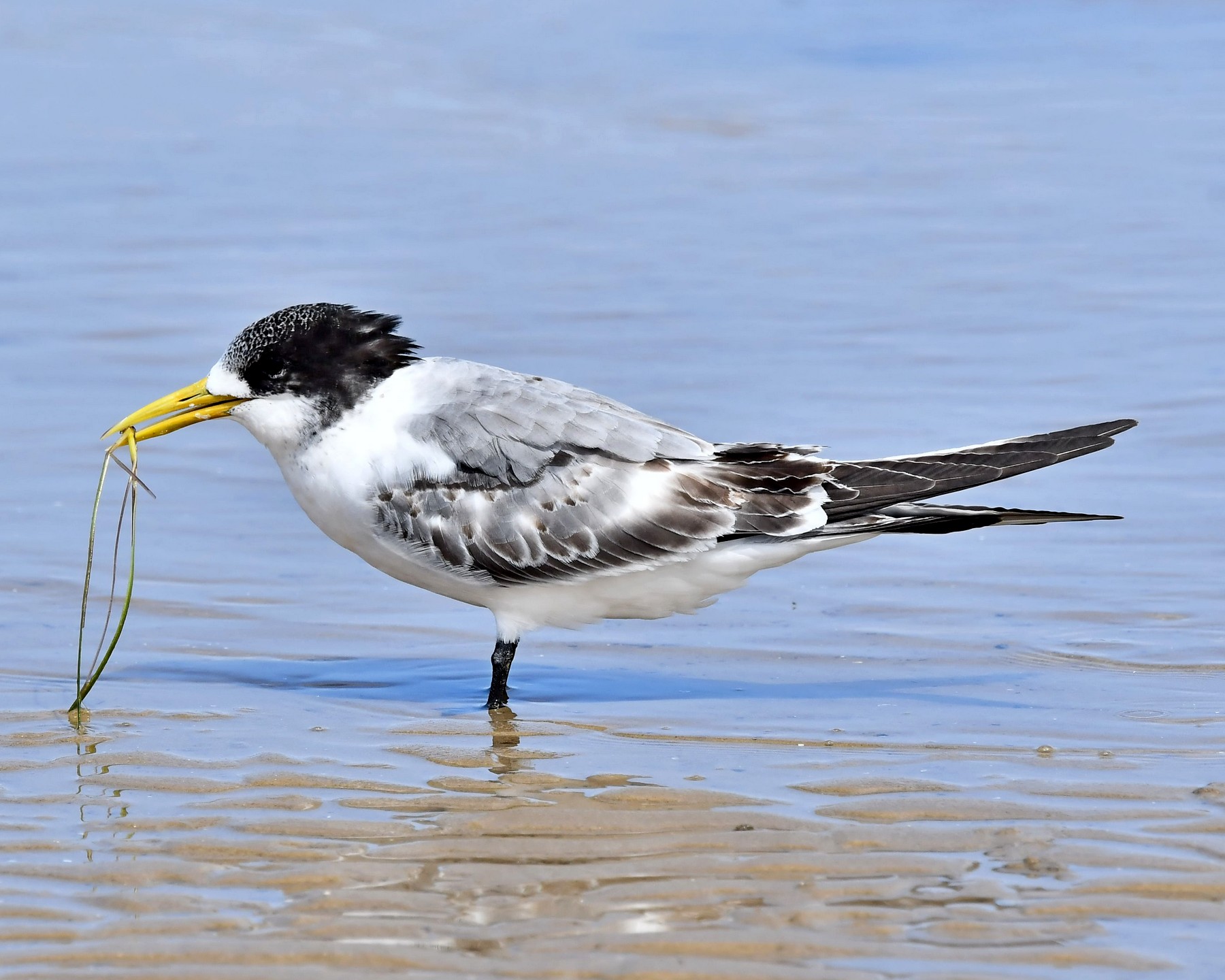 Greater Crested Tern (Image ID 45017)
