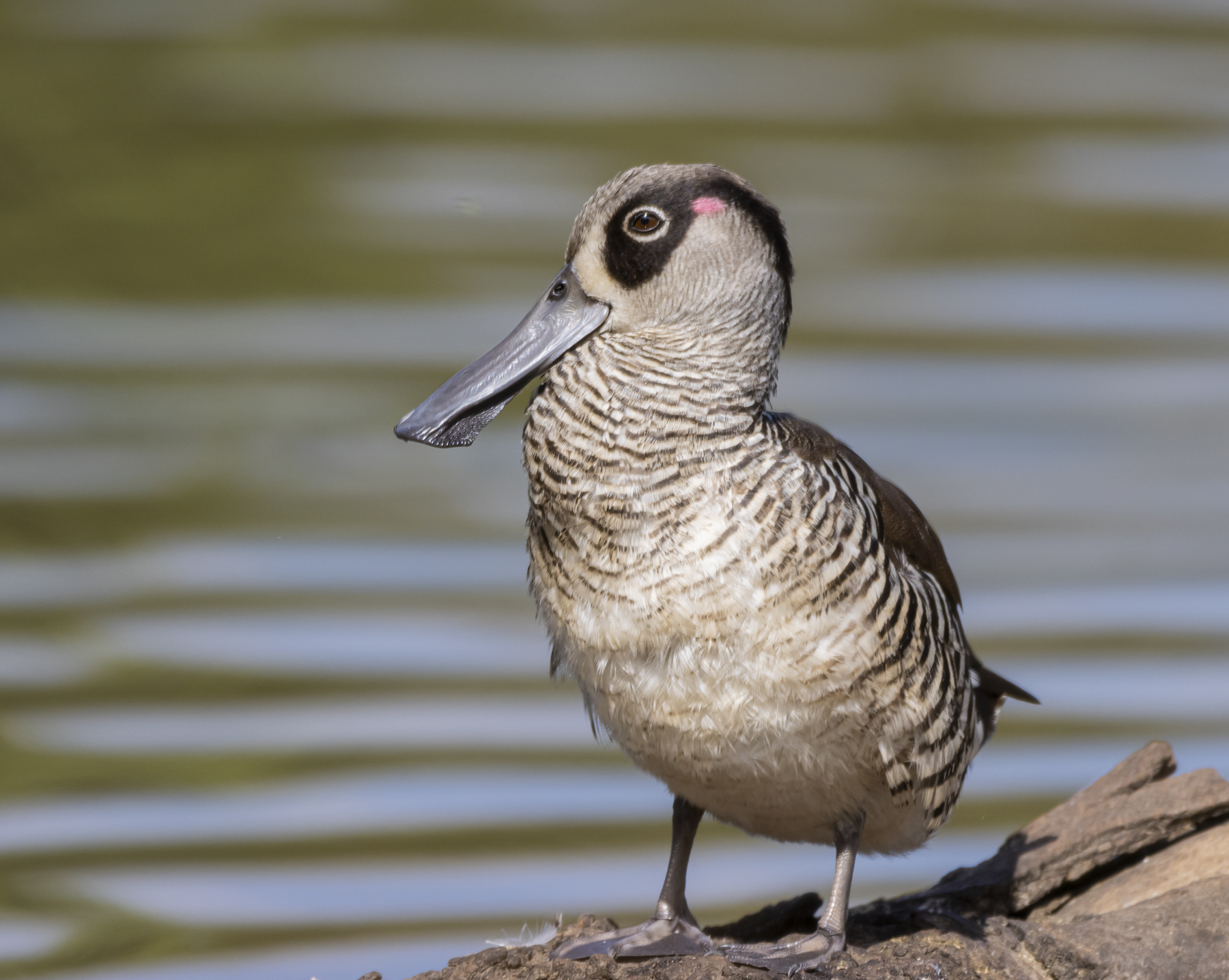 Pink-eared Duck (Image ID 44978)