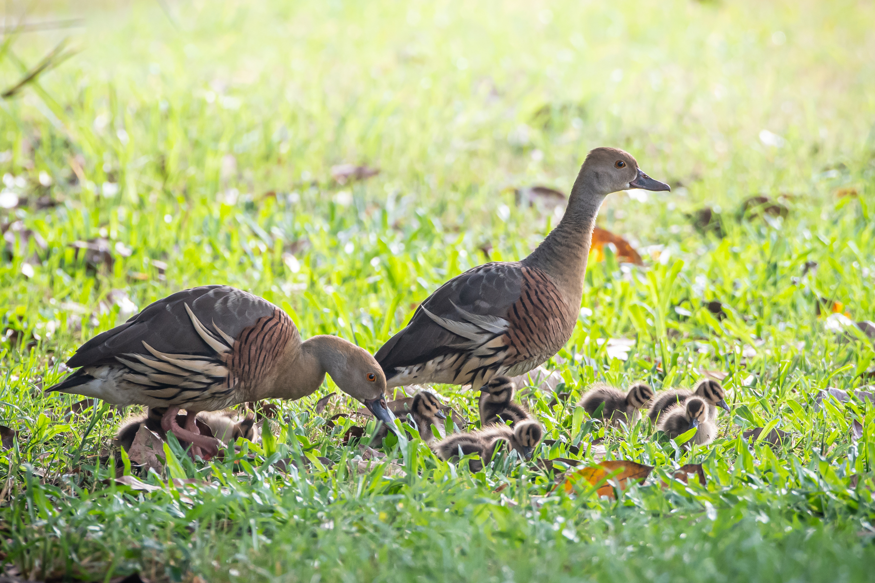 Plumed Whistling-Duck (Image ID 45053)