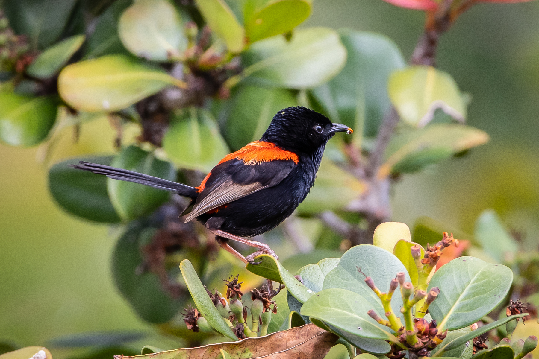 Red-backed Fairy-wren (Image ID 45049)