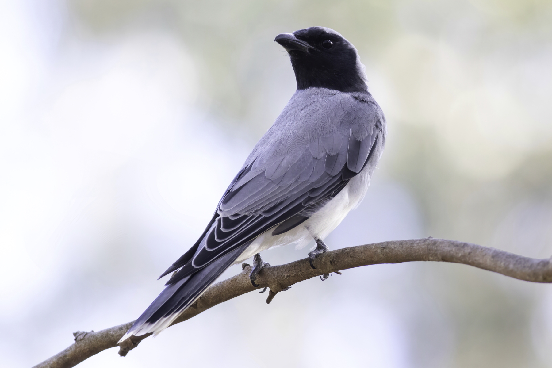 Black-faced Cuckoo-shrike (Image ID 44795)