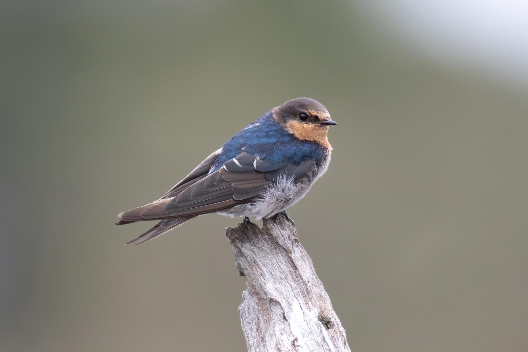 Welcome Swallow (Image ID 44923)