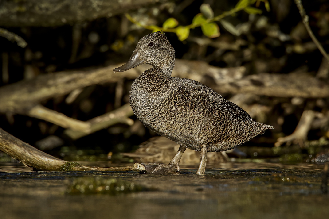 Freckled Duck (Image ID 44980)