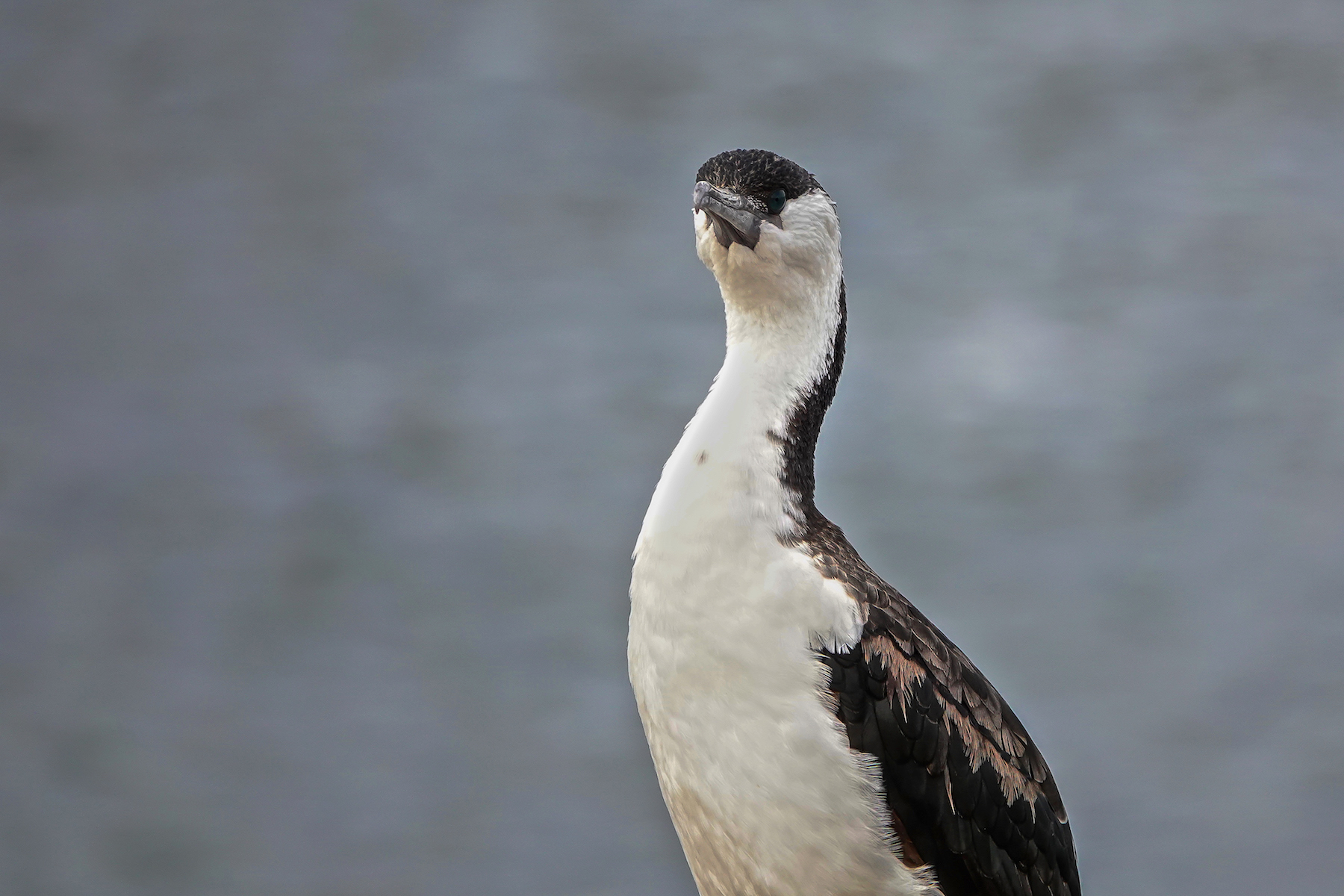 Black-faced Cormorant (Image ID 45357)