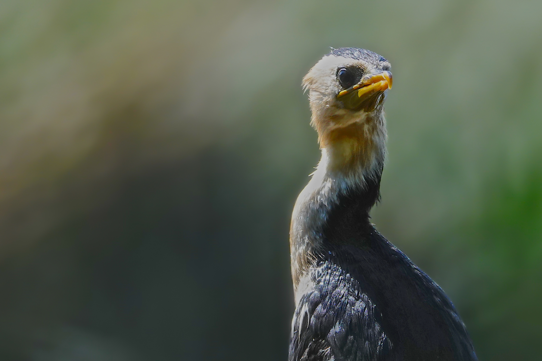 Little Pied Cormorant (Image ID 45100)
