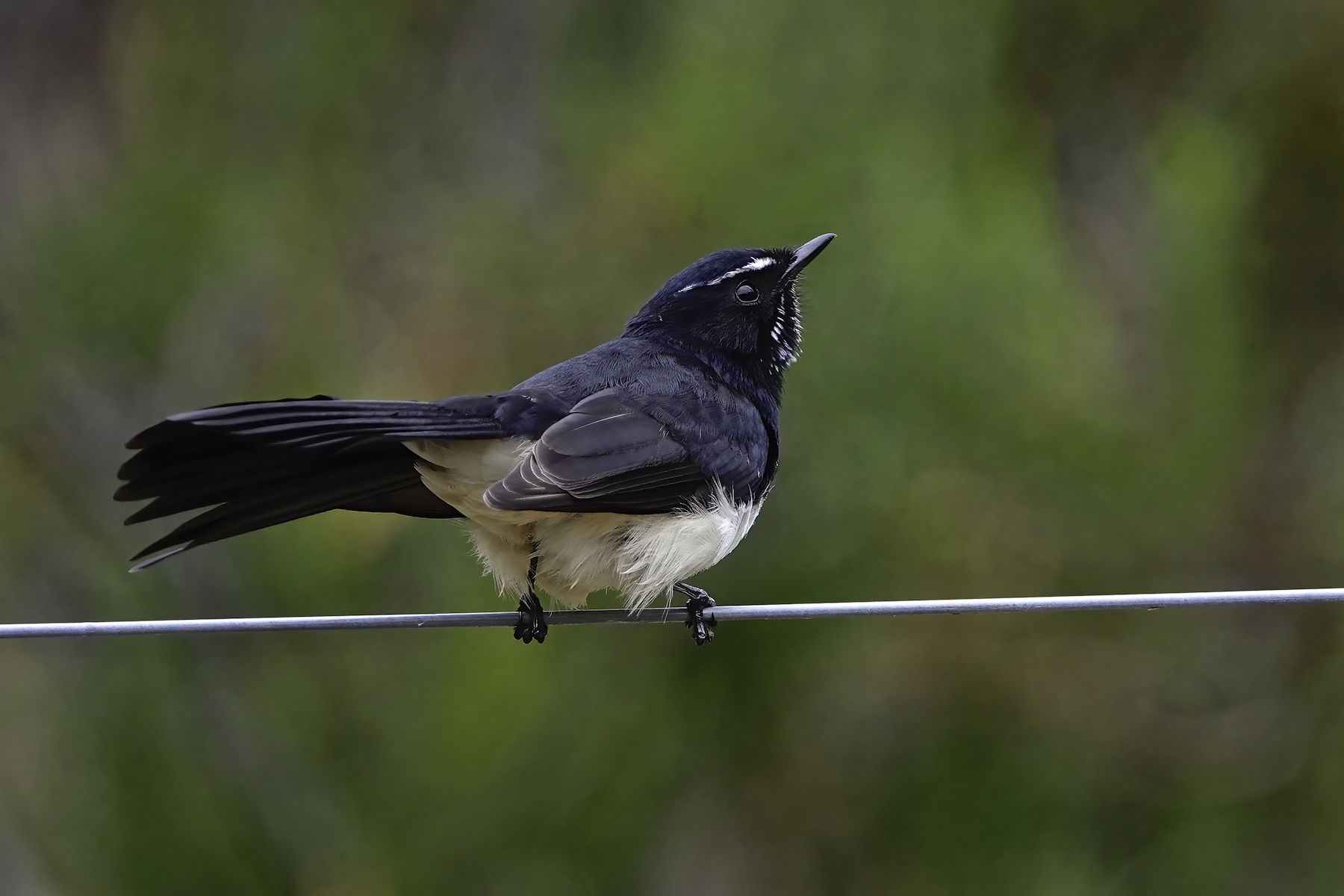Willie Wagtail (Image ID 45390)