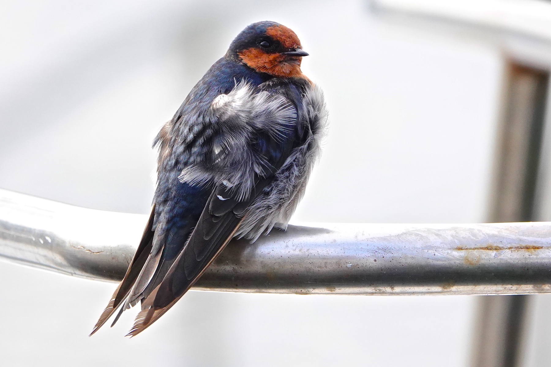 Welcome Swallow (Image ID 45389)