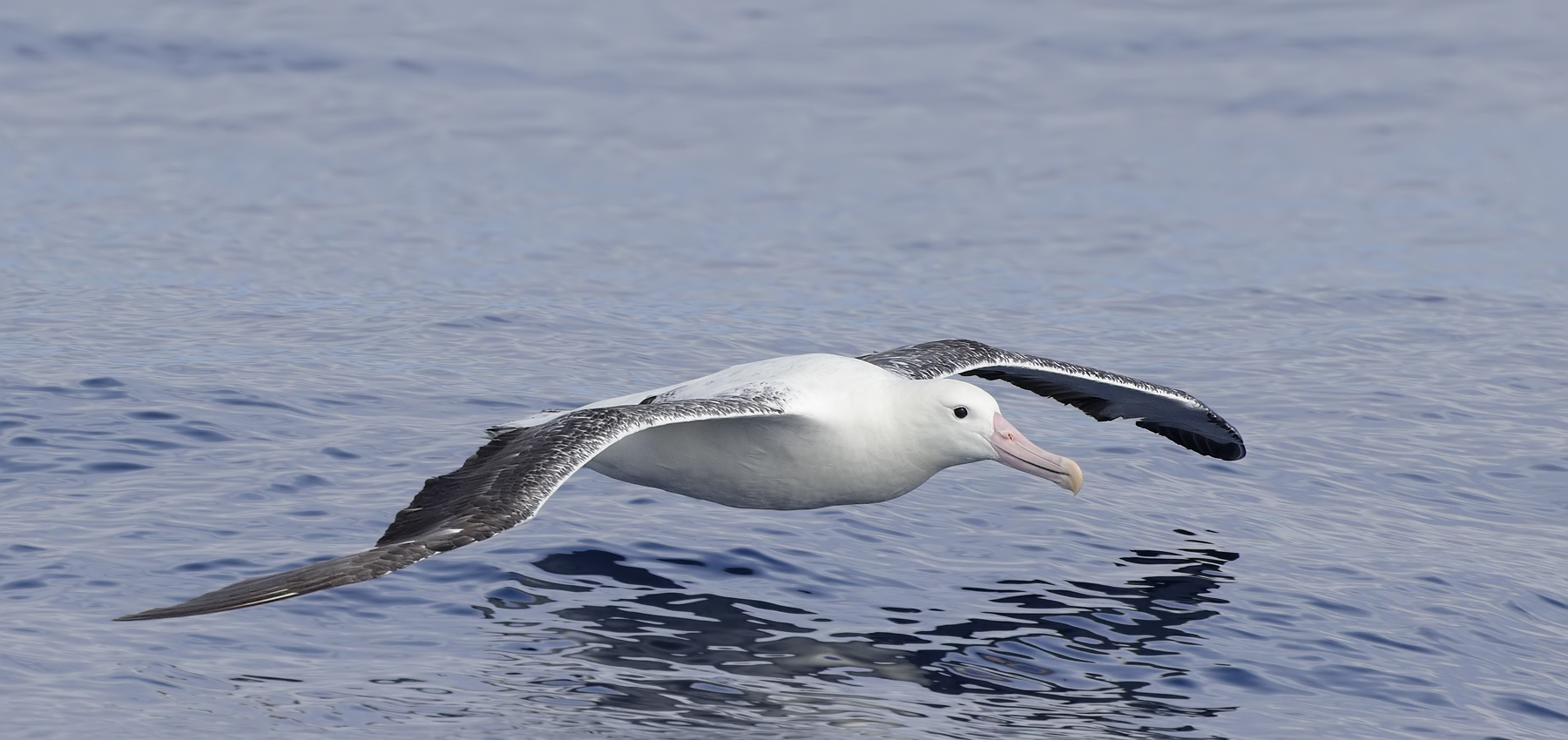 Southern Royal Albatross (Image ID 45524)