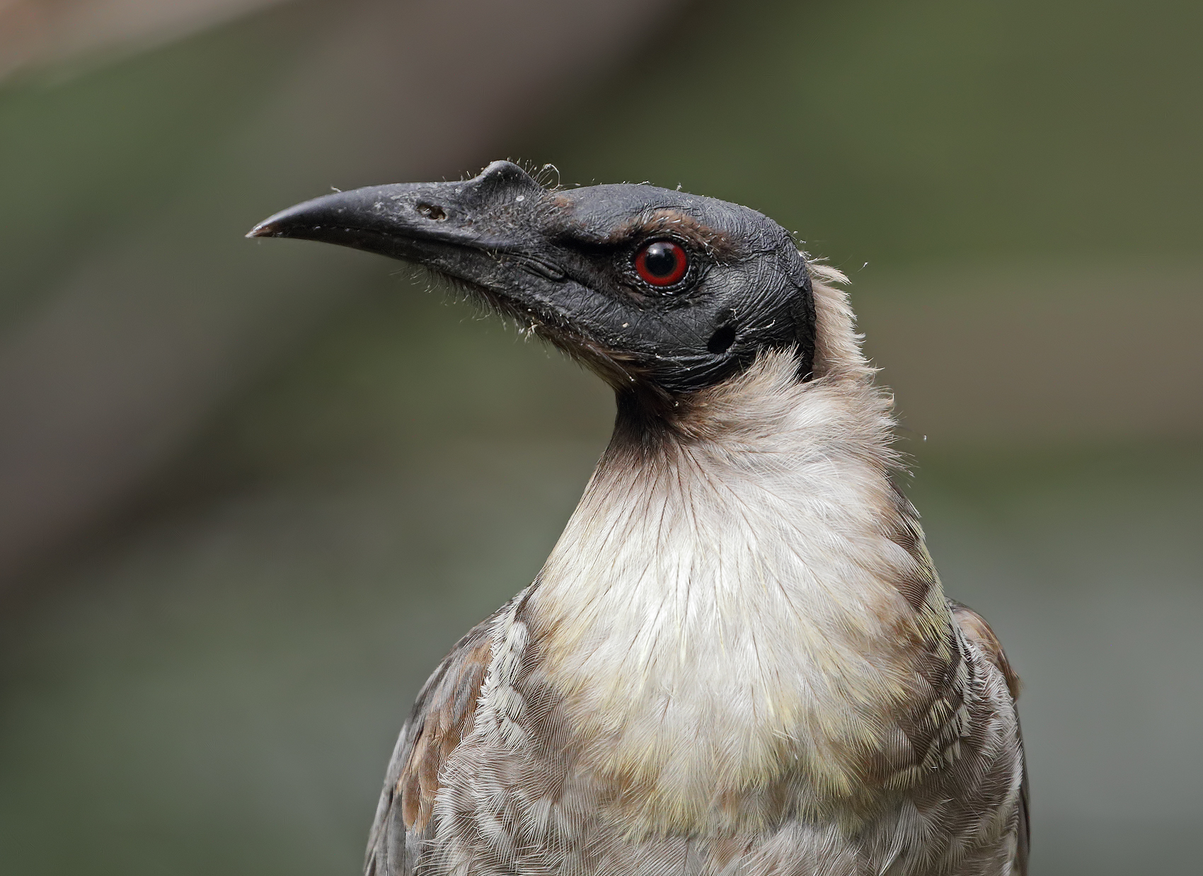 Noisy Friarbird (Image ID 45304)