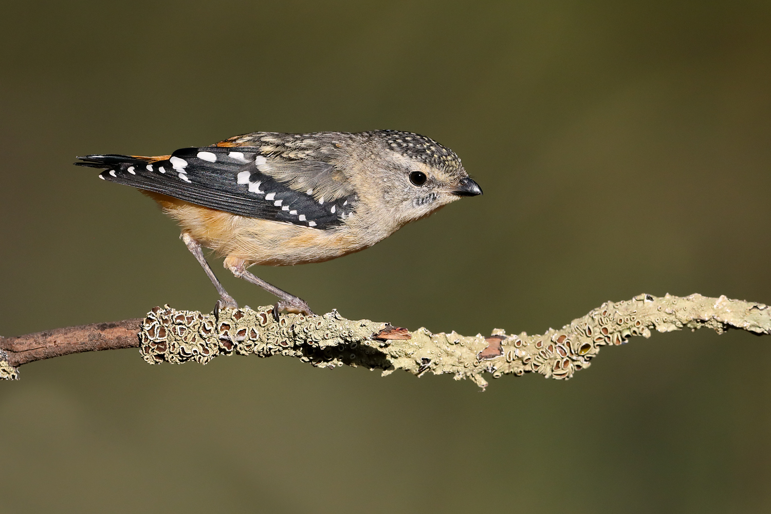 Spotted Pardalote (Image ID 45251)