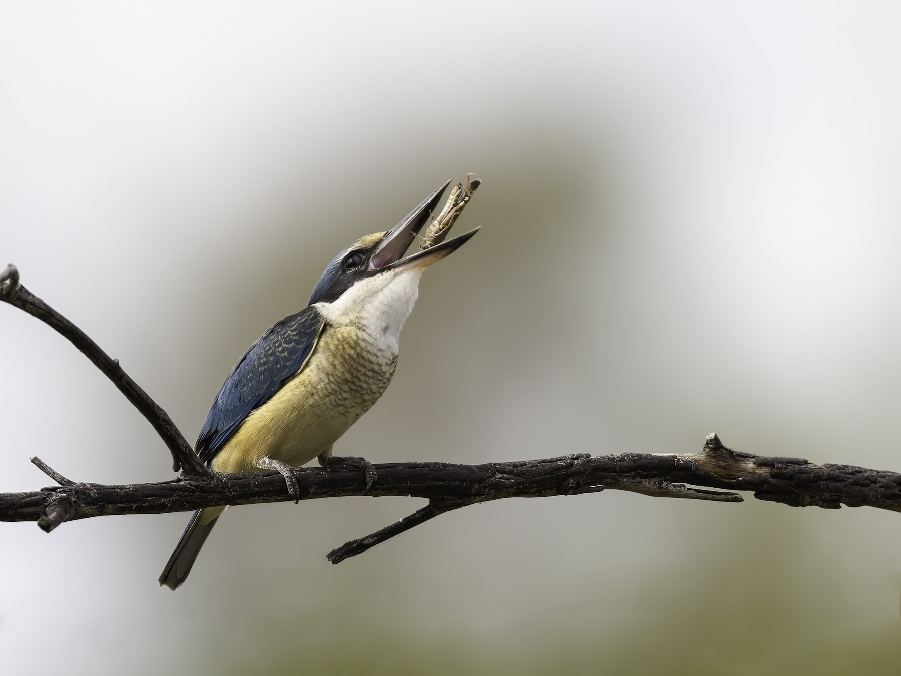 Sacred Kingfisher (Image ID 45518)