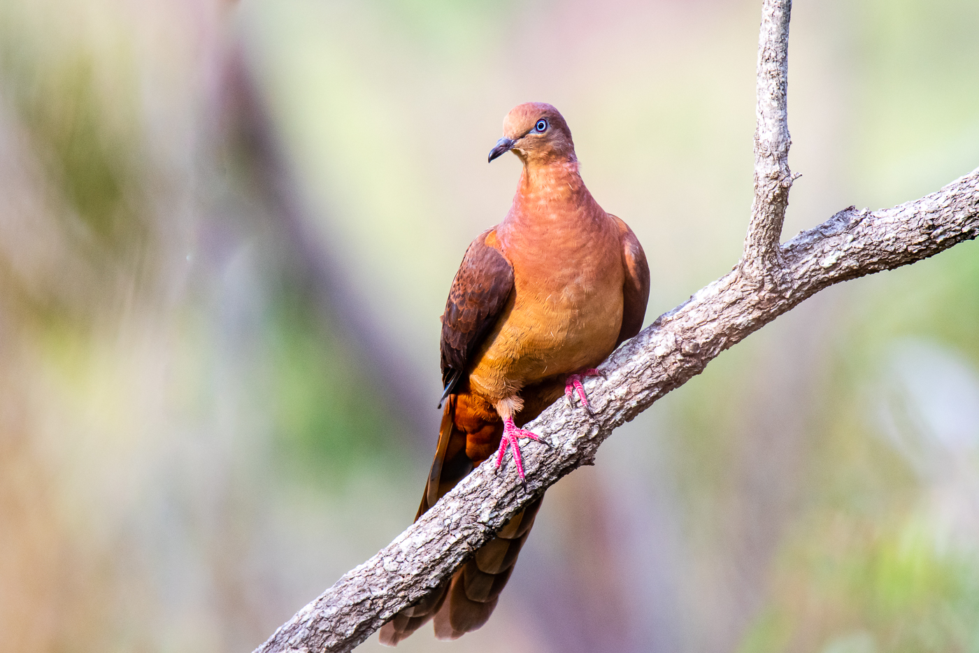 Brown Cuckoo-Dove (Image ID 45394)