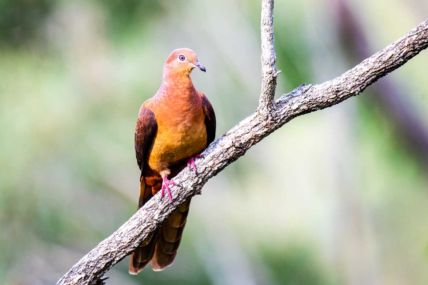 Brown Cuckoo-Dove (Image ID 45395)
