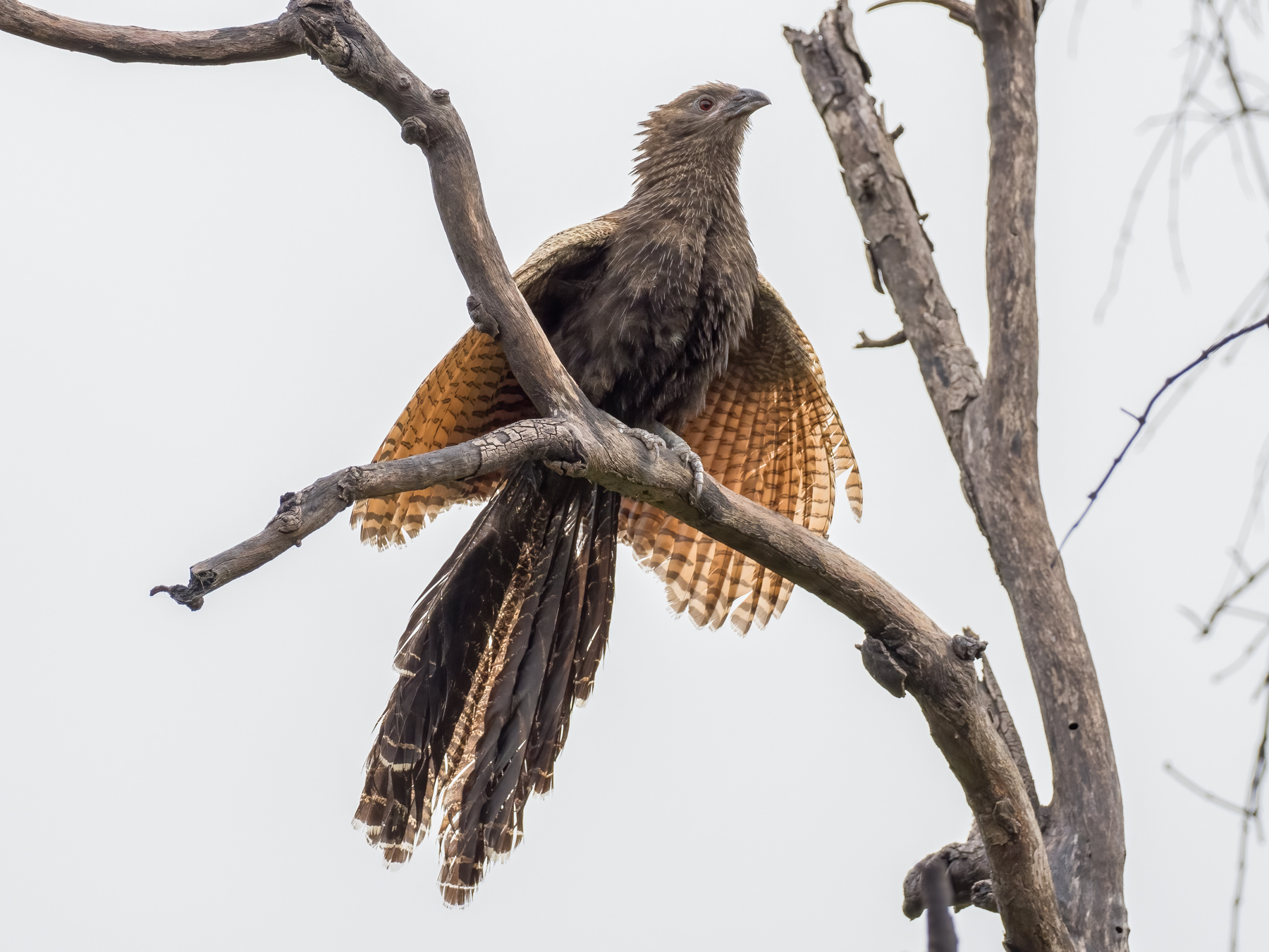 Pheasant Coucal (Image ID 45400)