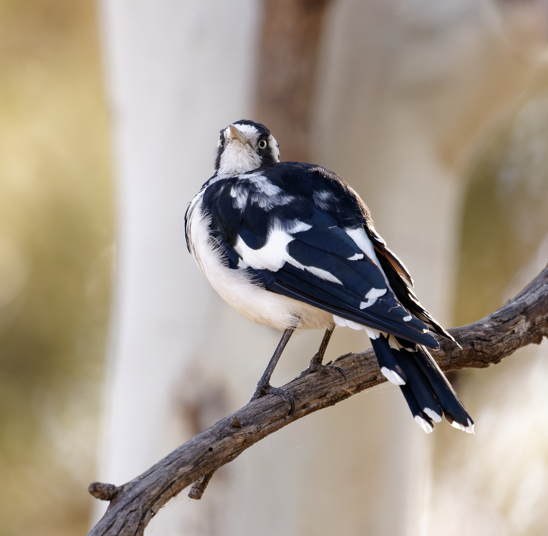Magpie-lark (Image ID 45388)