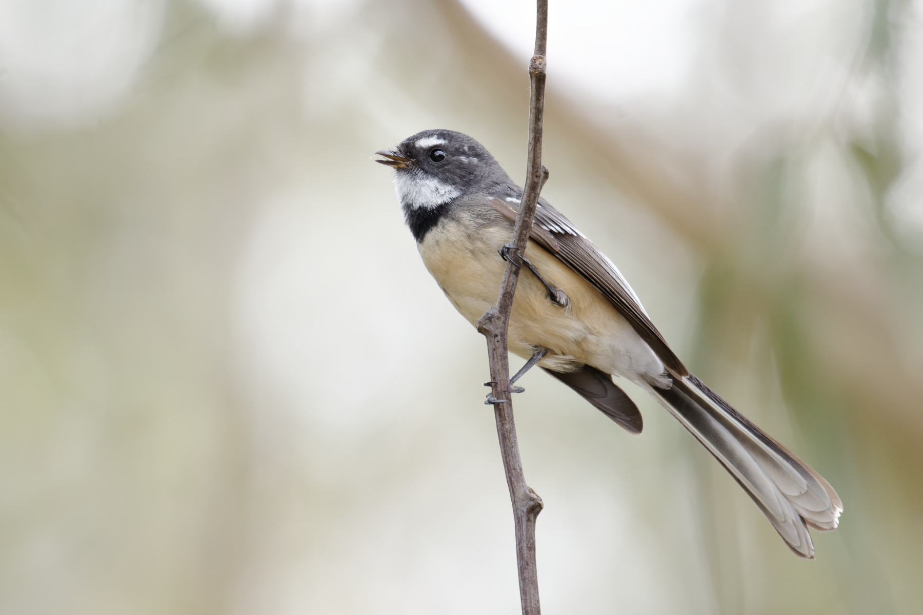 Grey Fantail (Image ID 45492)
