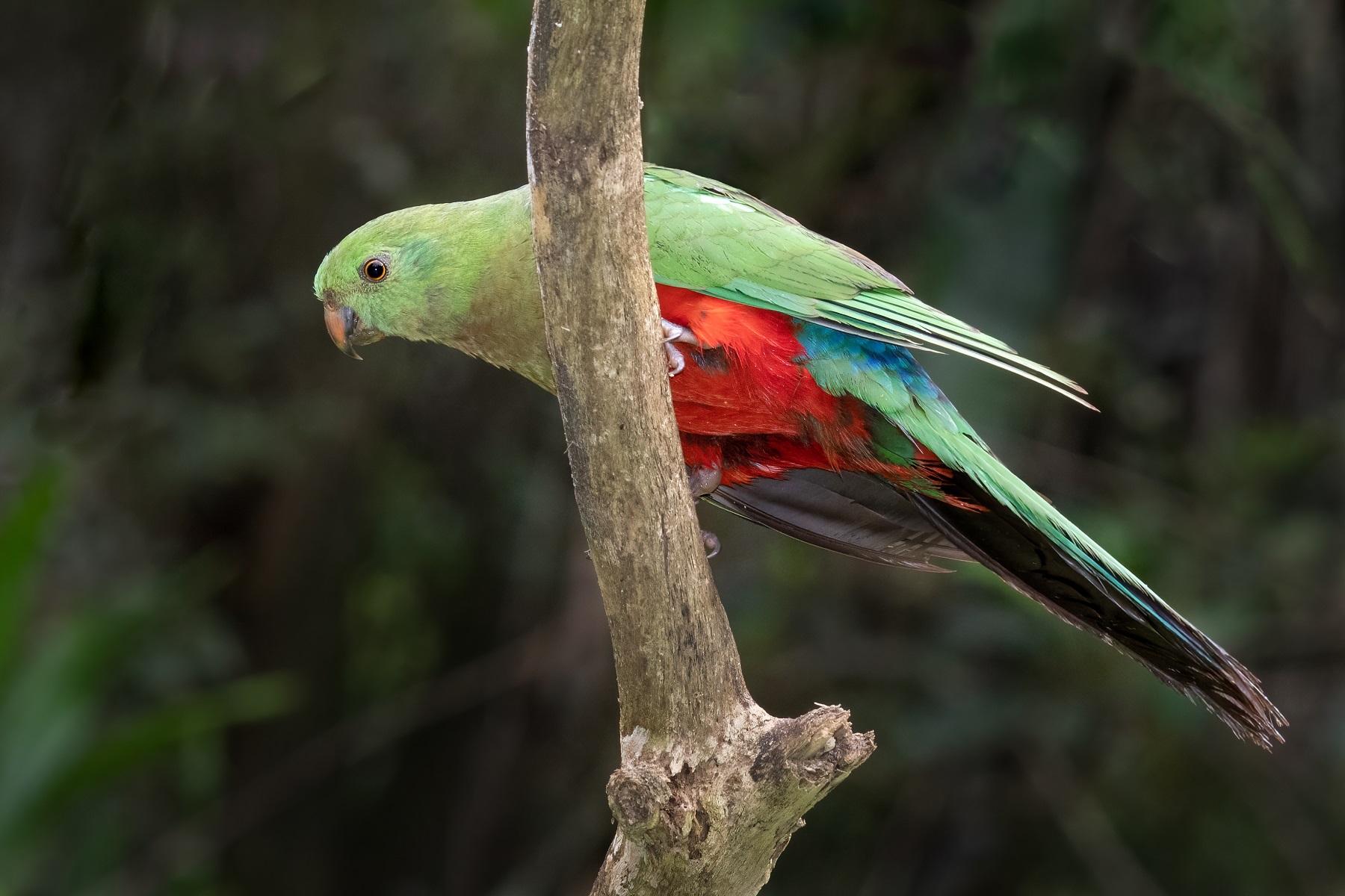 Australian King-Parrot (Image ID 45085)
