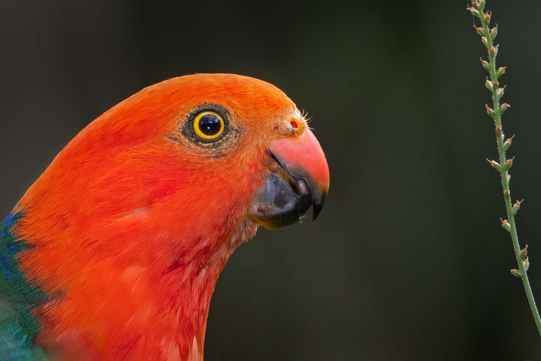 Australian King-Parrot (Image ID 45083)