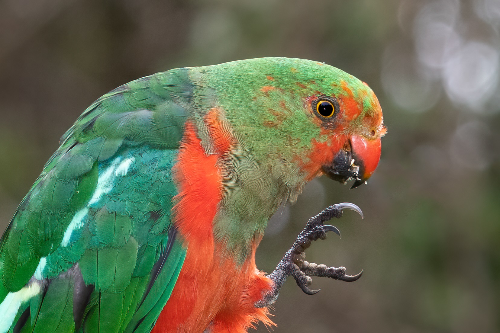 Australian King-Parrot (Image ID 45086)